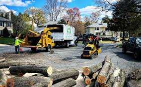 Best Tree Disease Treatment  in Belton, TX