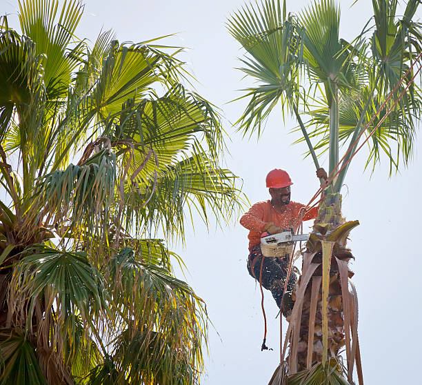 How Our Tree Care Process Works  in  Belton, TX
