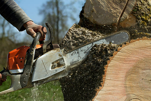 Best Tree Mulching  in Belton, TX